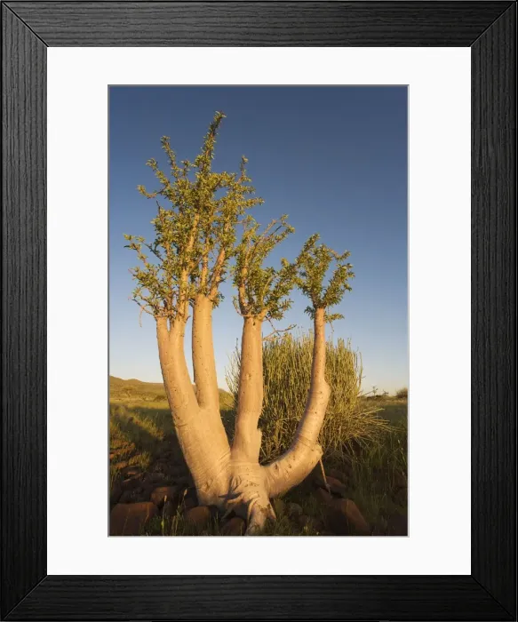 Framed Print : Picture No. 10761343 Framed Print : Picture No. 10761343