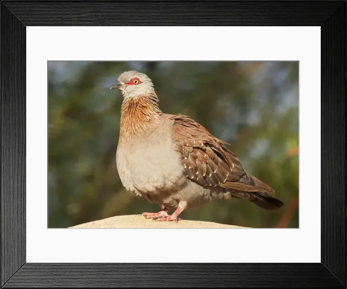 Framed Print : Picture No. 10761374 Framed Print : Picture No. 10761374