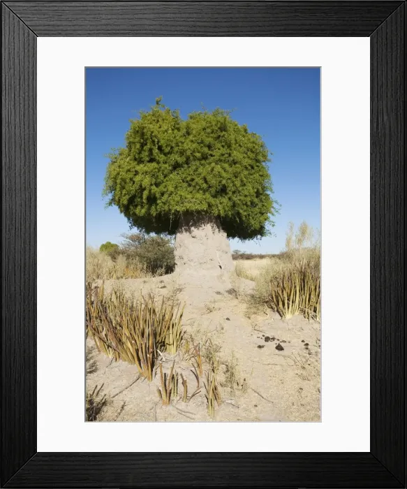 Framed Print : Picture No. 10761350 Framed Print : Picture No. 10761350
