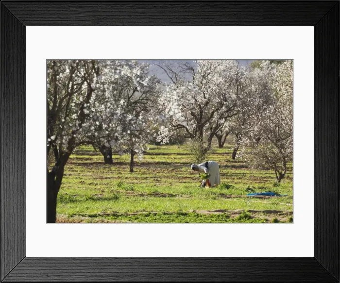 Framed Print : Picture No. 10761499