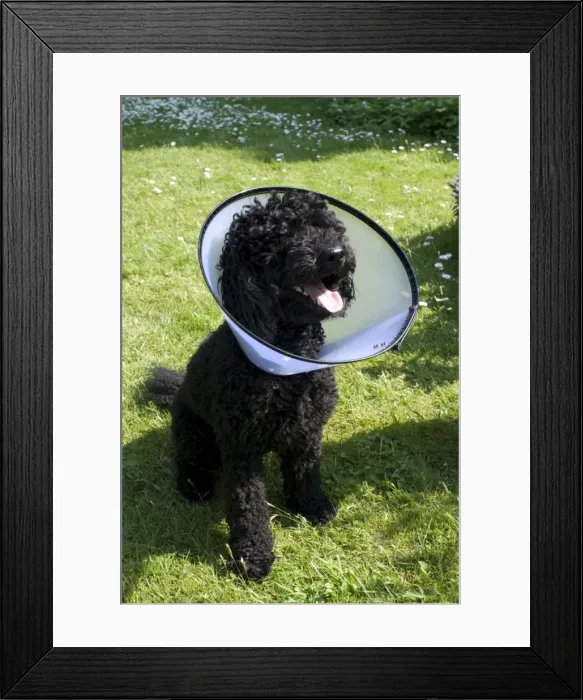 Framed Print : Picture No. 10760258 Framed Print : Picture No. 10760258