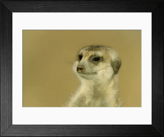 Framed Print : Picture No. 10761555 Framed Print : Picture No. 10761555