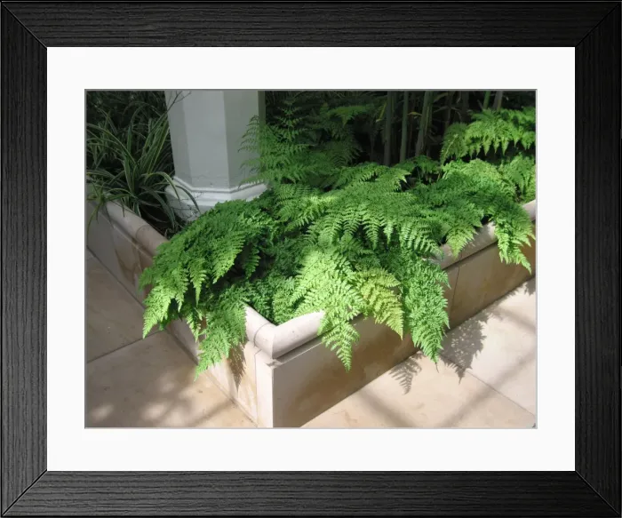 Framed Print : Picture No. 10760127 Framed Print : Picture No. 10760127