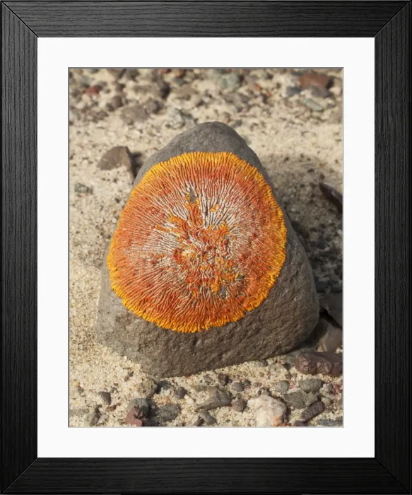 Framed Print : Picture No. 10761346 Framed Print : Picture No. 10761346