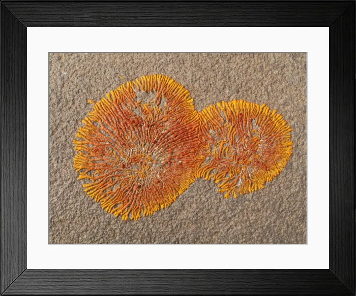 Framed Print : Picture No. 10761345 Framed Print : Picture No. 10761345