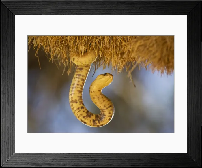 Framed Print : Picture No. 10761359 Framed Print : Picture No. 10761359