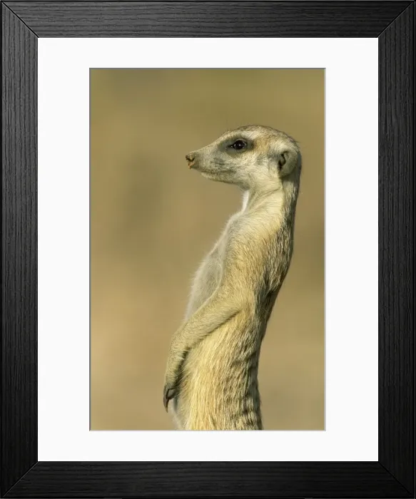 Framed Print : Picture No. 10761561 Framed Print : Picture No. 10761561