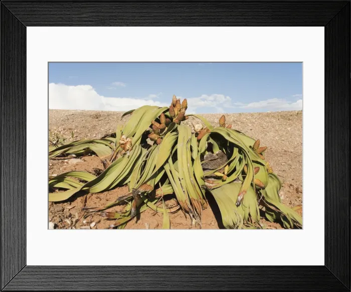 Framed Print : Picture No. 10761347 Framed Print : Picture No. 10761347
