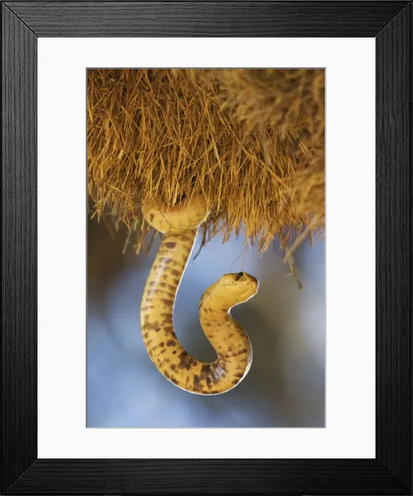 Framed Print : Picture No. 10761360 Framed Print : Picture No. 10761360
