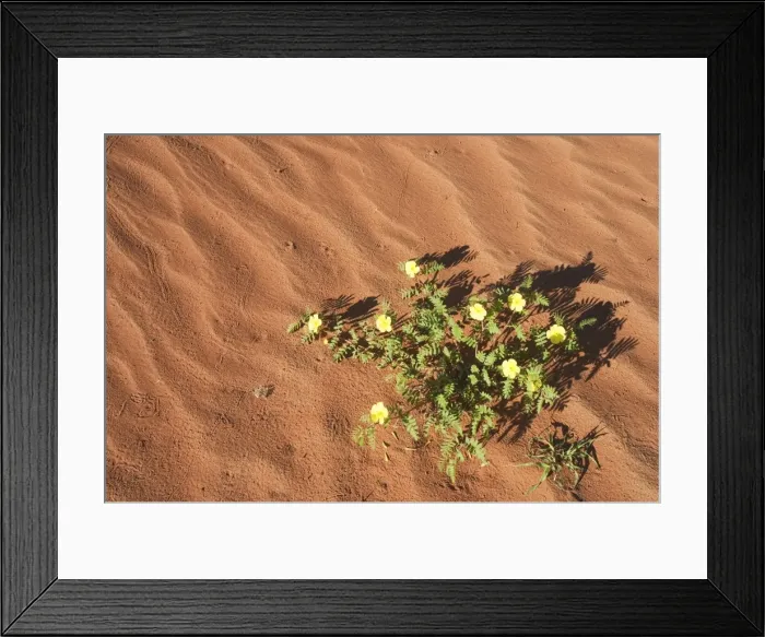 Framed Print : Picture No. 10761352 Framed Print : Picture No. 10761352
