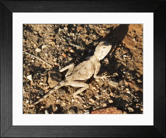 Framed Print : Picture No. 10761369 Framed Print : Picture No. 10761369
