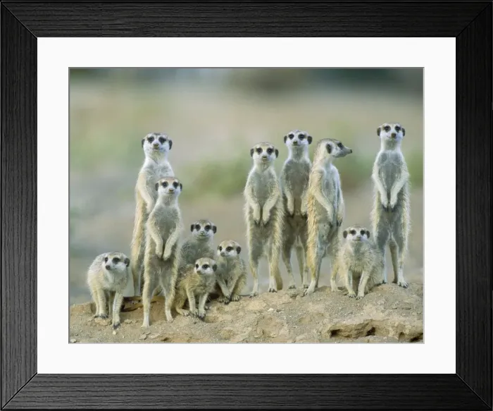 Framed Print : Picture No. 10761566 Framed Print : Picture No. 10761566