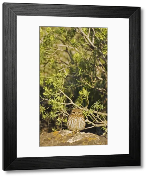 Framed Print : Picture No. 10761551