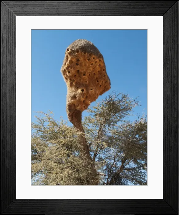 Framed Print : Picture No. 10761376 Framed Print : Picture No. 10761376