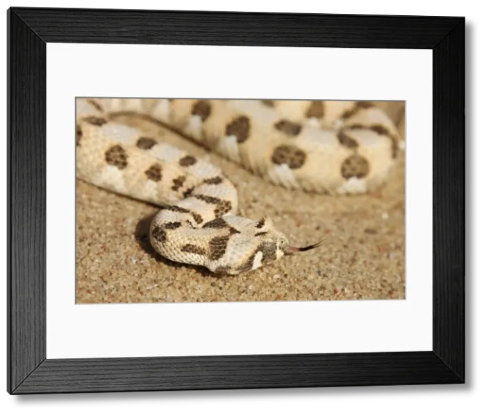 Framed Print : Picture No. 10761363 Framed Print : Picture No. 10761363