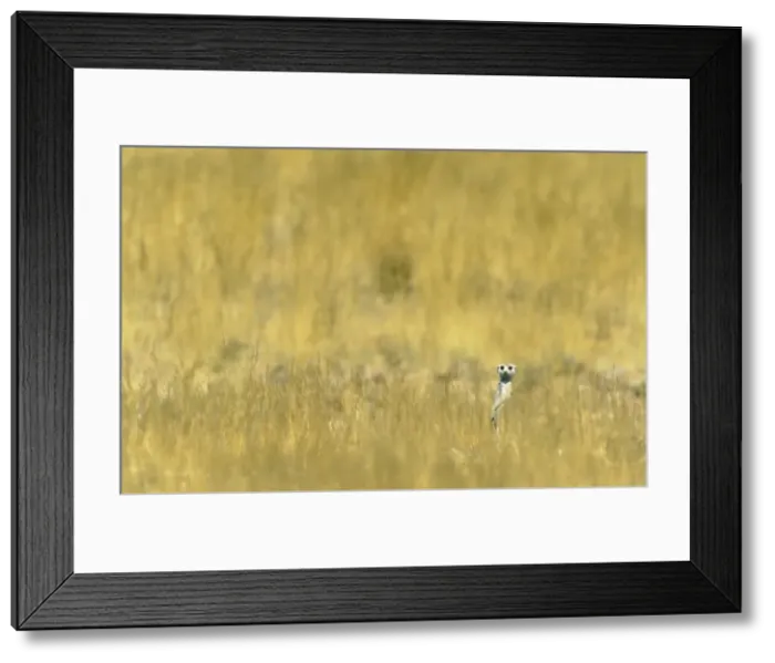 Framed Print : Picture No. 10761552 Framed Print : Picture No. 10761552