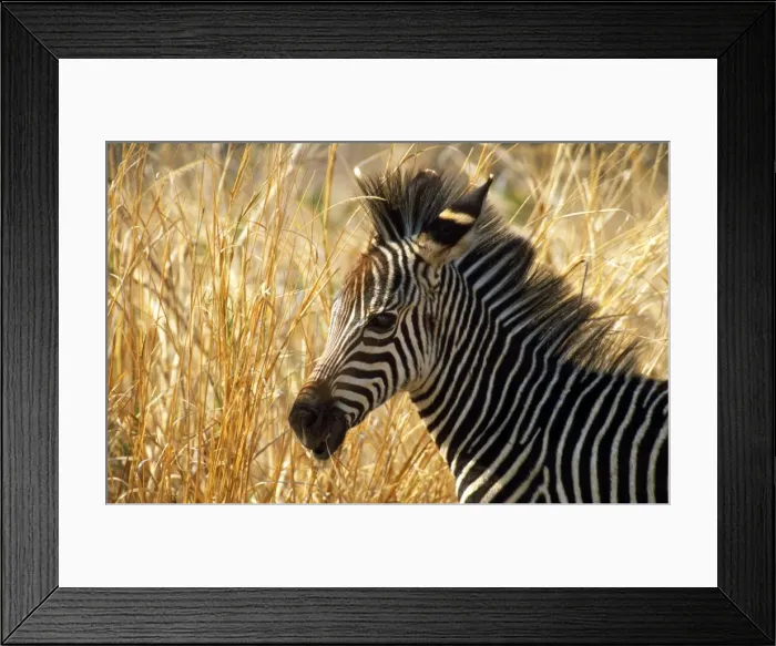 Framed Print : Picture No. 10761649 Framed Print : Picture No. 10761649