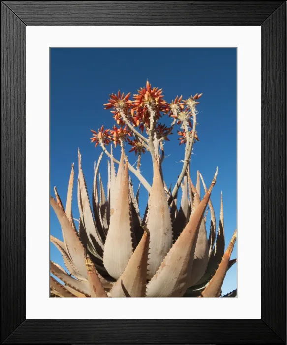 Framed Print : Picture No. 10761340