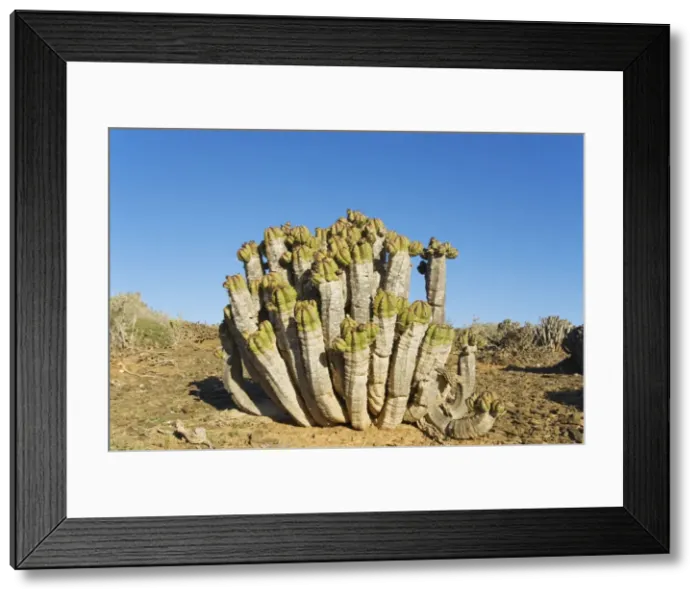 Framed Print : Picture No. 10761544 Framed Print : Picture No. 10761544