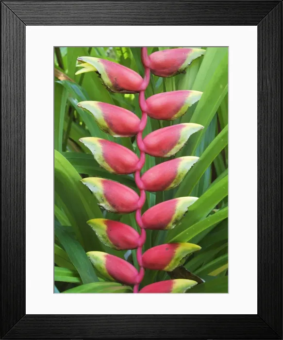 Framed Print : Picture No. 10761657 Framed Print : Picture No. 10761657
