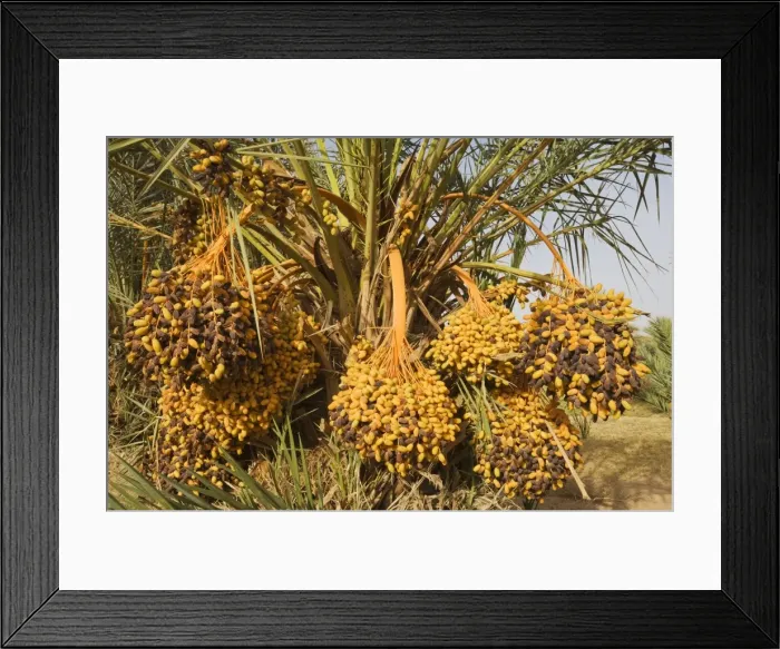 Framed Print : Picture No. 10761383 Framed Print : Picture No. 10761383