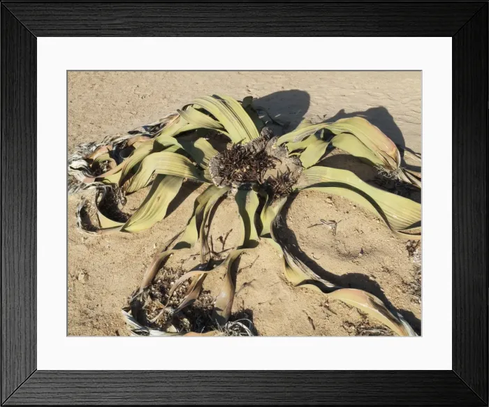 Framed Print : Picture No. 10761349