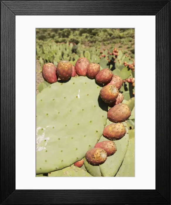 Framed Print : Picture No. 10761545 Framed Print : Picture No. 10761545