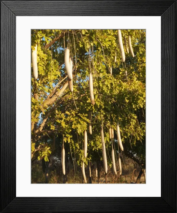 Framed Print : Picture No. 10761357 Framed Print : Picture No. 10761357