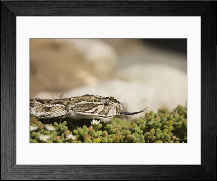 Framed Print : Picture No. 10761368 Framed Print : Picture No. 10761368