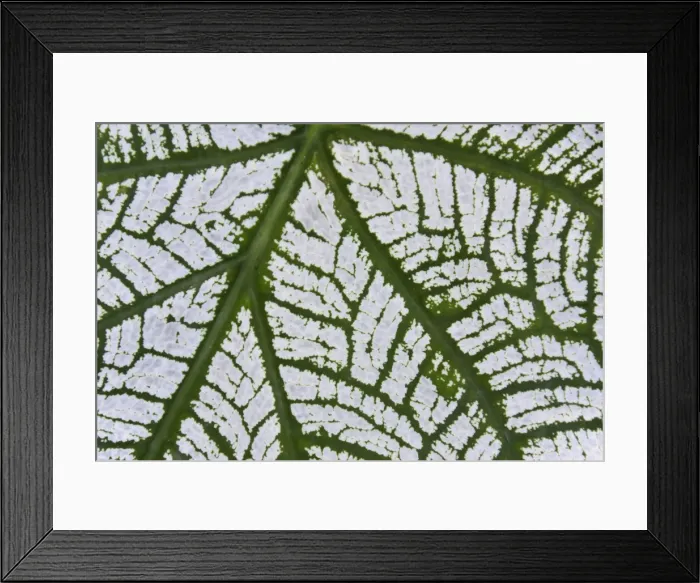 Framed Print : Picture No. 10761655 Framed Print : Picture No. 10761655