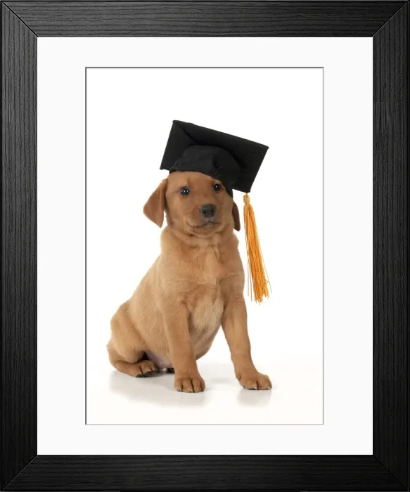 Framed Print : Picture No. 10983282 Framed Print : Picture No. 10983282