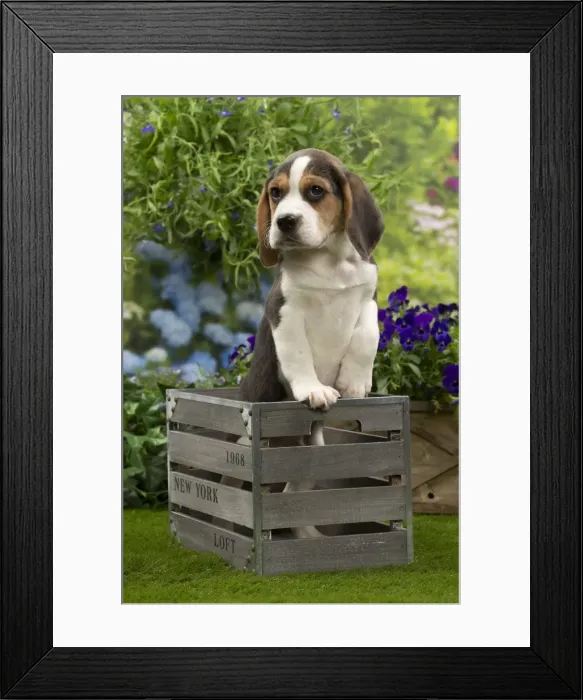 Framed Print : Picture No. 10983349 Framed Print : Picture No. 10983349