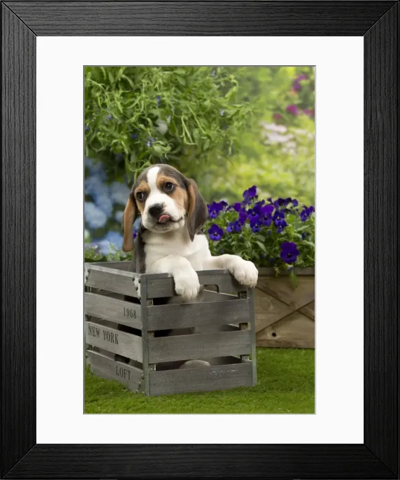 Framed Print : Picture No. 10983347 Framed Print : Picture No. 10983347