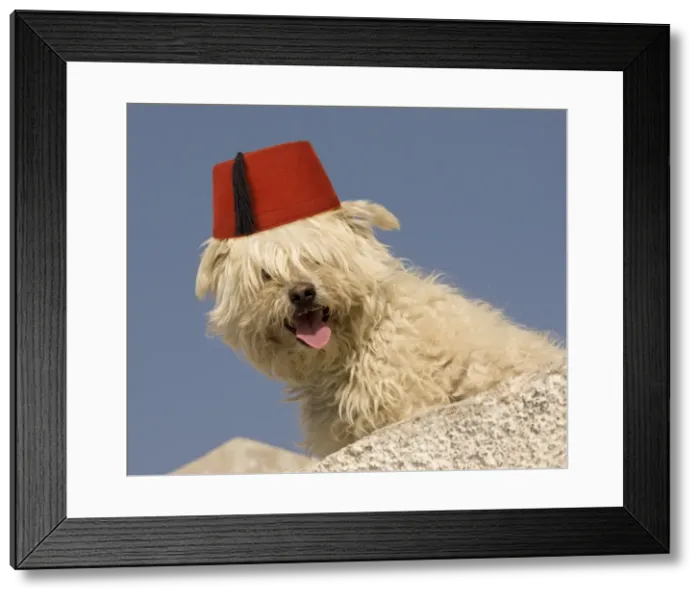 Framed Print : Picture No. 10983324 Framed Print : Picture No. 10983324