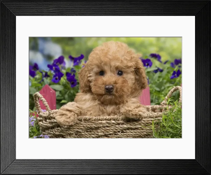 Framed Print : Picture No. 10983357 Framed Print : Picture No. 10983357