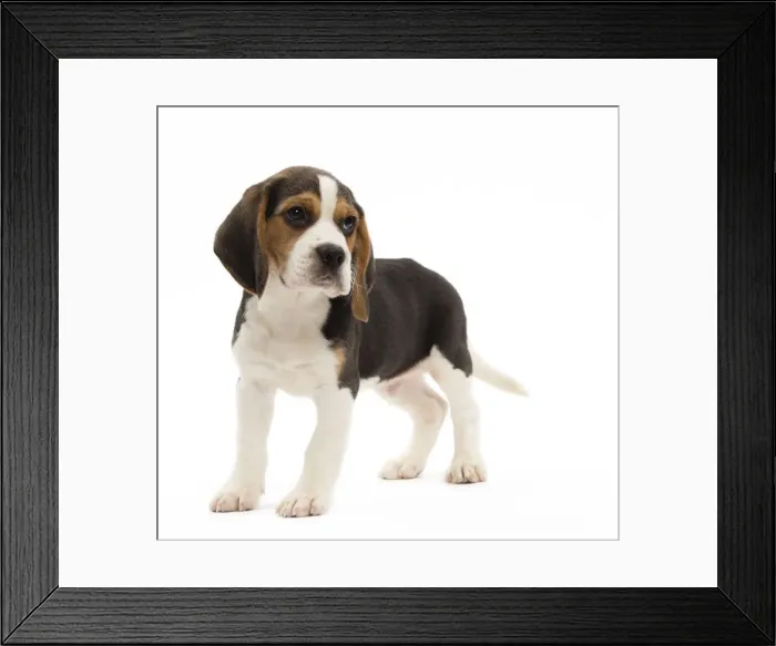 Framed Print : Picture No. 10983341 Framed Print : Picture No. 10983341