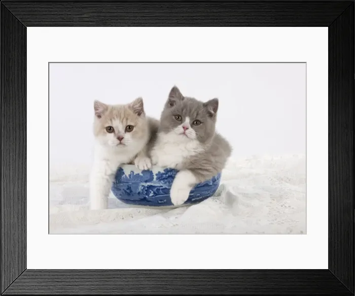 Framed Print : Picture No. 10983306 Framed Print : Picture No. 10983306