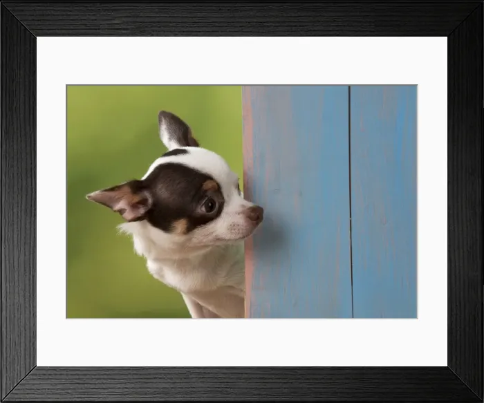 Framed Print : Picture No. 10983298 Framed Print : Picture No. 10983298