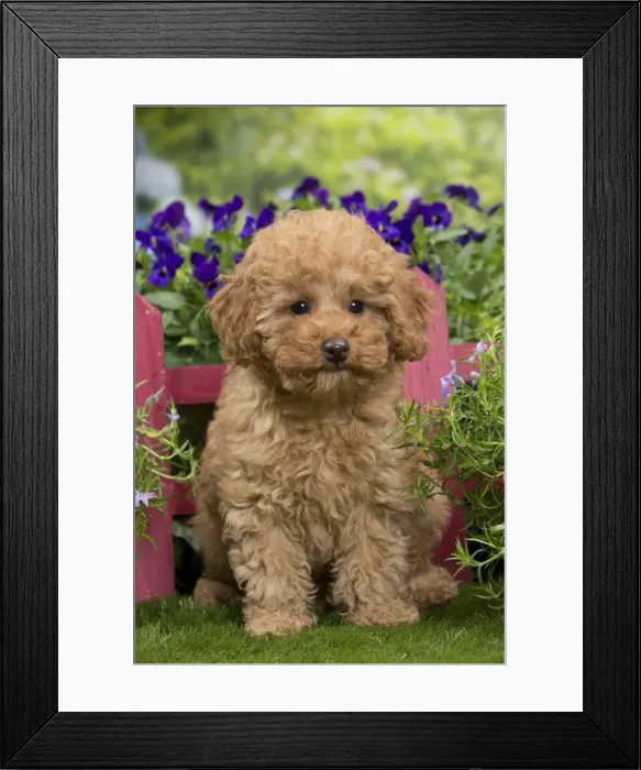 Framed Print : Picture No. 10983356 Framed Print : Picture No. 10983356