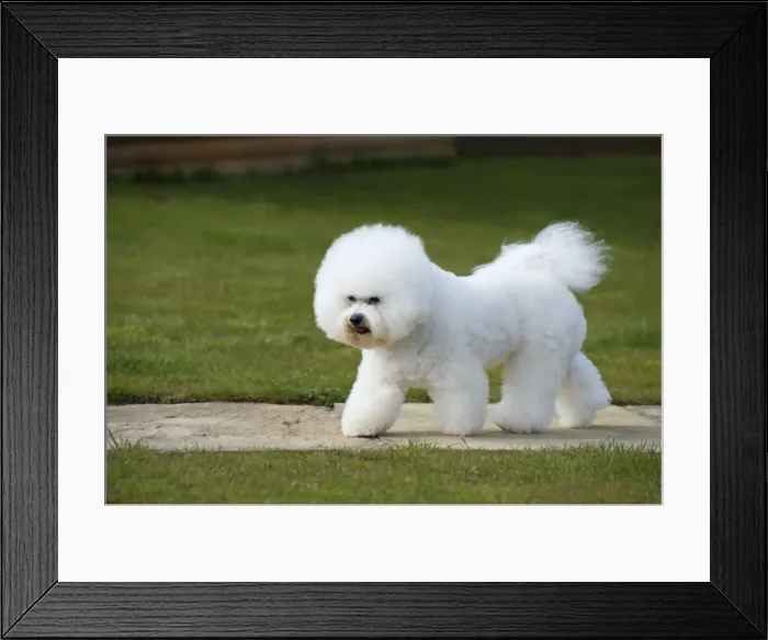 Framed Print : Picture No. 10983270 Framed Print : Picture No. 10983270