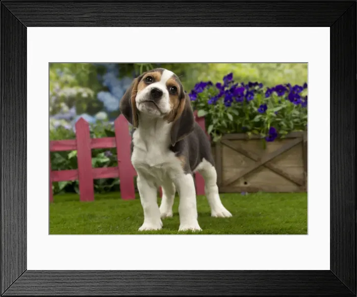 Framed Print : Picture No. 10983351 Framed Print : Picture No. 10983351