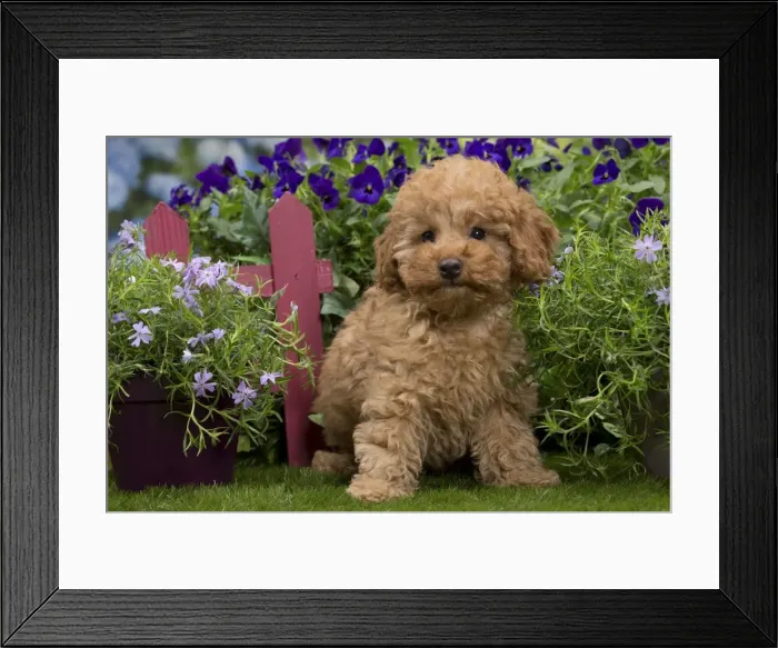 Framed Print : Picture No. 10983353 Framed Print : Picture No. 10983353