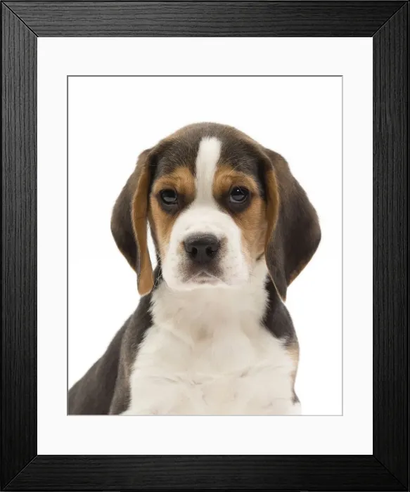 Framed Print : Picture No. 10983340 Framed Print : Picture No. 10983340