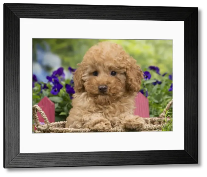 Framed Print : Picture No. 10983359 Framed Print : Picture No. 10983359