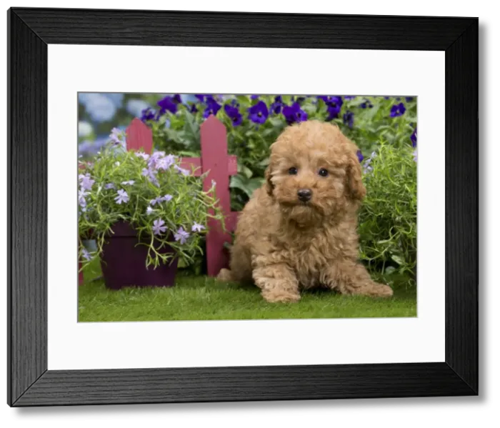 Framed Print : Picture No. 10983352 Framed Print : Picture No. 10983352