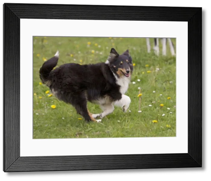 Framed Print : Picture No. 10984145 Framed Print : Picture No. 10984145