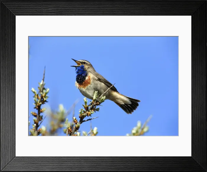 Framed Print : Picture No. 10984337 Framed Print : Picture No. 10984337