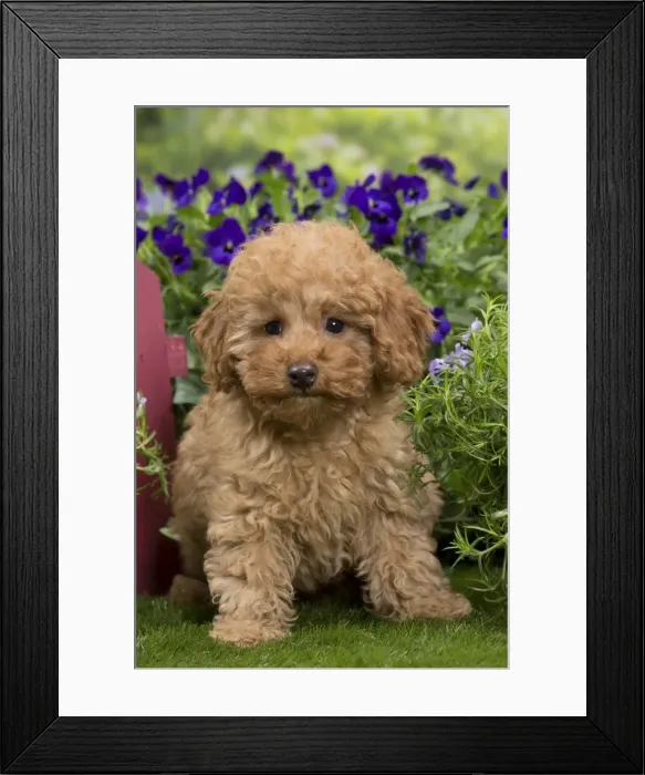 Framed Print : Picture No. 10983354 Framed Print : Picture No. 10983354