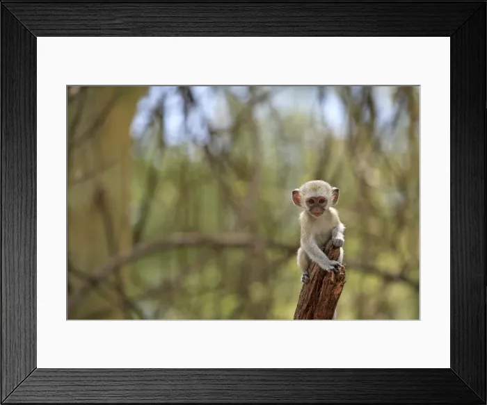 Framed Print : Picture No. 10984296