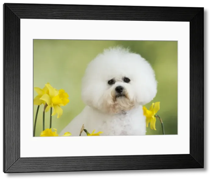 Framed Print : Picture No. 10983269 Framed Print : Picture No. 10983269